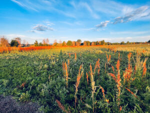 Red plant stalks against field of green