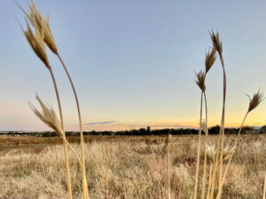 Dry plant stalks in front of field