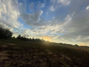 Askew sunrise over field and trees